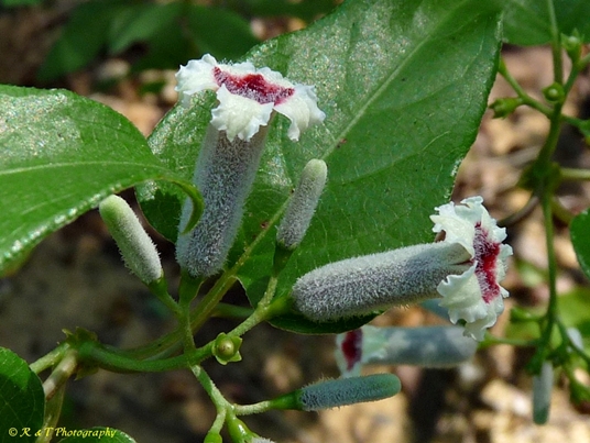 {Paederia foetida}
